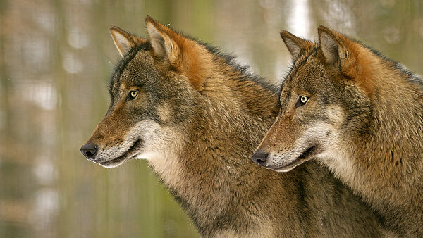 Zwei Wölfe im Profil blicken aufmerksam nach links. Ihr dichtes, grau-braunes Fell ist gut sichtbar. Sie stehen eng beieinander vor unscharfem Waldhintergrund, wirken wachsam und fokussiert.