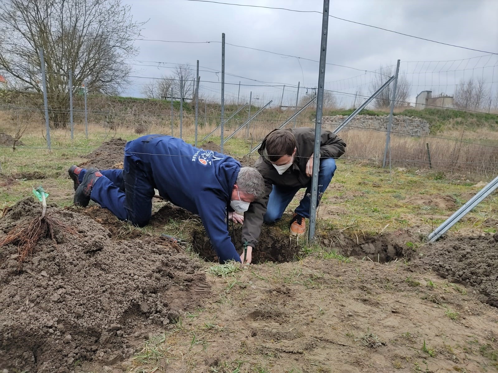 Zwei Personen knien auf einer Wiese und setzen gemeinsam einen jungen Baum in ein ausgehobenes Loch – gemeinsames Bäumepflanzen im Freien.